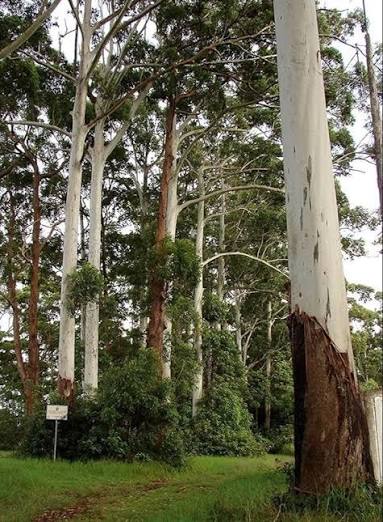 Eucalyptus Plants — Browse 1 varieties